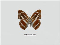 藏品(流帶蛺蝶)的圖片